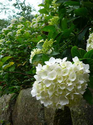 P1360500.jpg