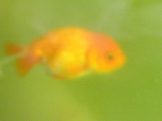 RIMG2852.JPG