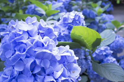 _MG_7025.JPG