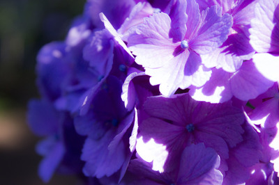 _MG_7077.JPG